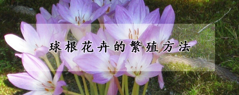 球根花卉的繁殖方法