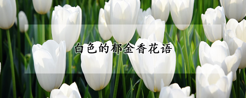 白色的郁金香花語(yǔ)