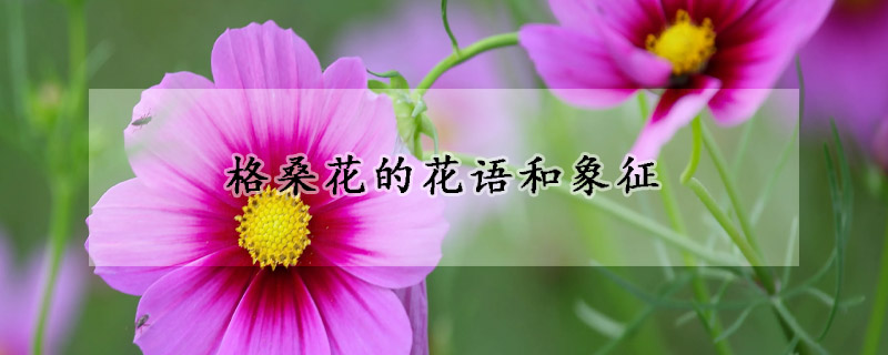 格桑花的花語和象征