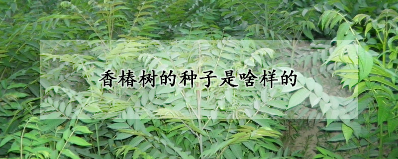 香椿樹的種子是啥樣的