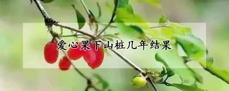 愛心果下山樁幾年結(jié)果