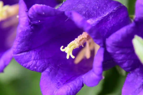 藍(lán)色的花的寓意和象征