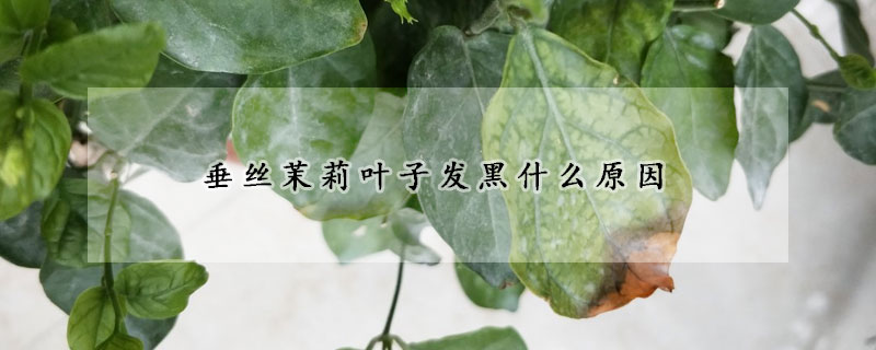 垂絲茉莉葉子發黑什么原因