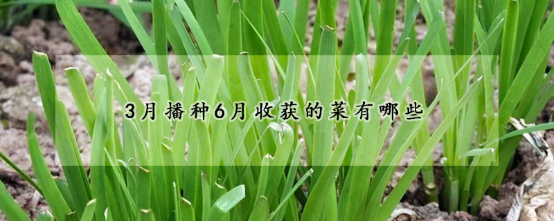 3月播種6月收獲的菜有哪些