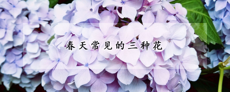 春天常見的三種花