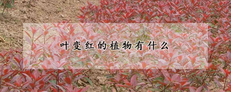 葉變紅的植物有什么