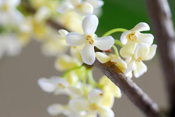 為什么12月份還有桂花開