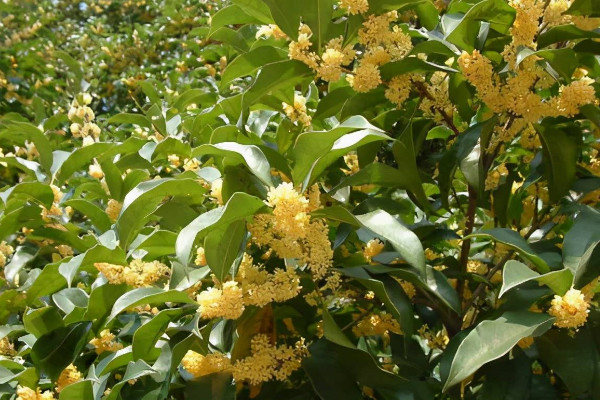 為什么12月份還有桂花開