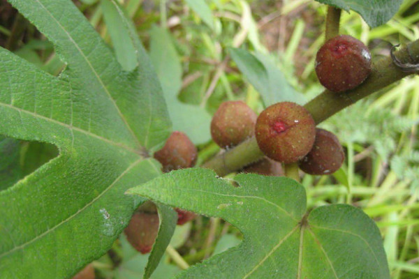 五指毛桃種苗及種植技術(shù)