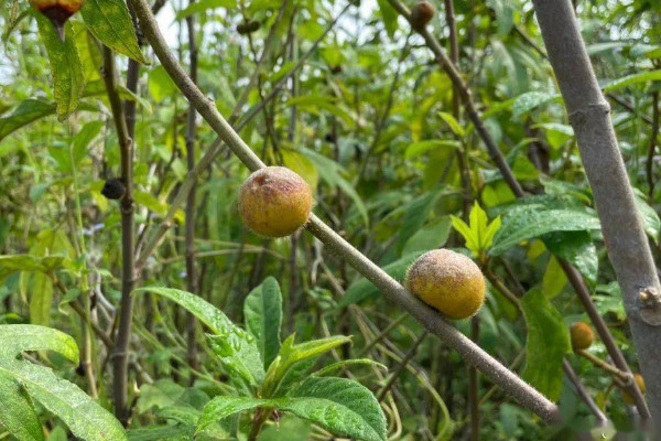 五指毛桃種苗及種植技術(shù)