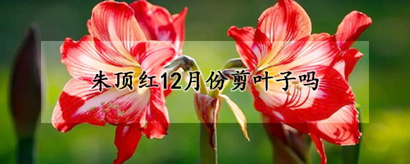 朱頂紅12月份剪葉子嗎