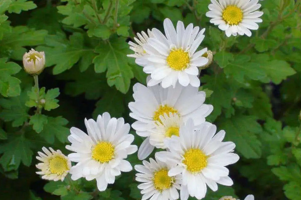 野菊花采摘花全開(kāi)還是半開(kāi)