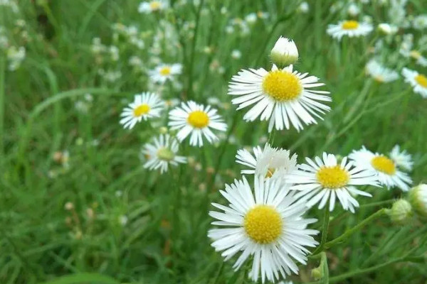 野菊花采摘花全開(kāi)還是半開(kāi)