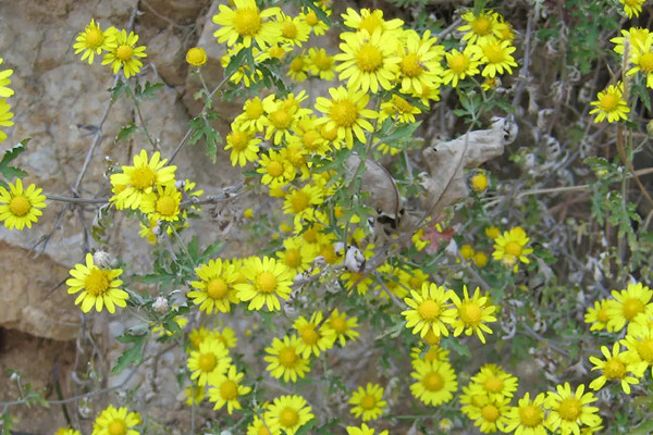 野菊花采摘花全開(kāi)還是半開(kāi)