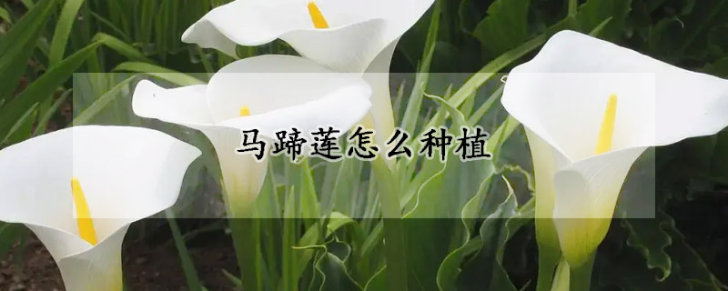 馬蹄蓮怎么種植