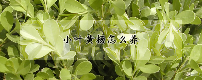 小葉黃楊怎么養(yǎng)