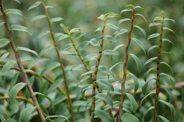 石斛的種植條件與方法