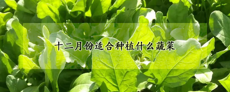 十二月份適合種植什么蔬菜