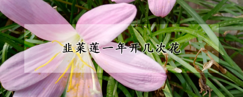 韭菜蓮一年開幾次花