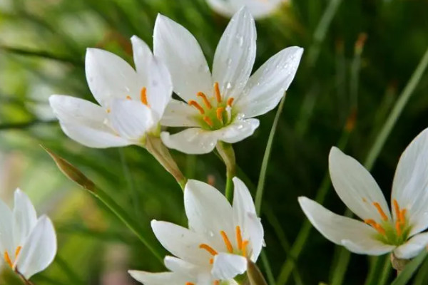 韭菜蓮一年開幾次花