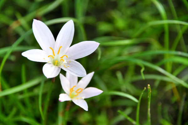 韭菜蓮一年開幾次花