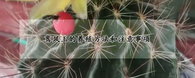 鸞鳳玉的養殖方法和注意事項