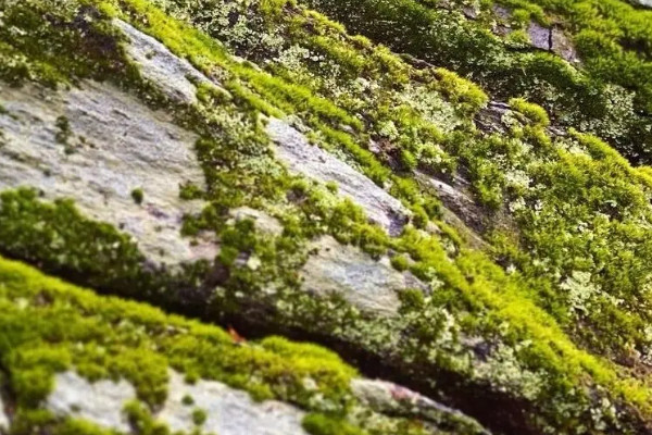 藻類植物的生活環境