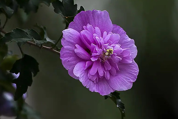 木槿花的養殖方法與繁殖技術