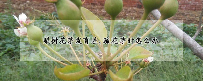 梨樹花芽發育差,疏花芽時怎么辦