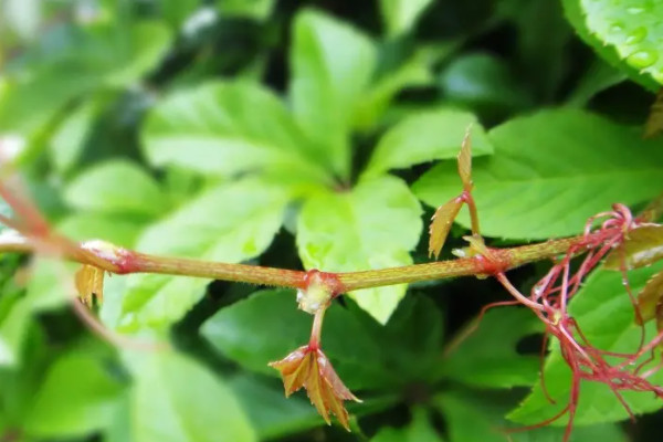 爬山虎是常綠植物嗎