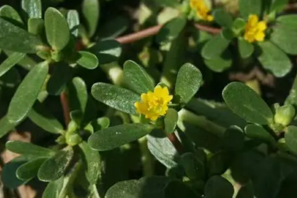 胖娃娃植物怎么養(yǎng)