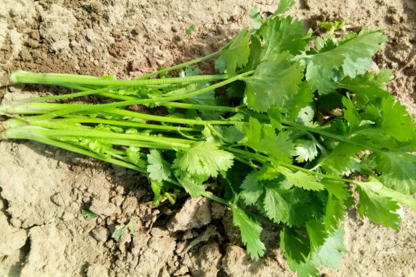 種香菜種子用不用壓碎