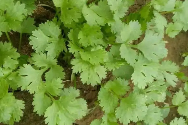 種香菜種子用不用壓碎