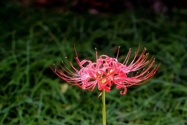 彼岸花的花語是什么意思