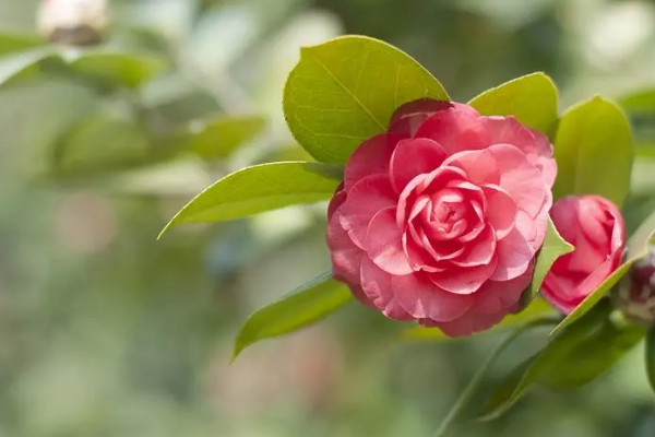 茶花11月份能移栽嗎