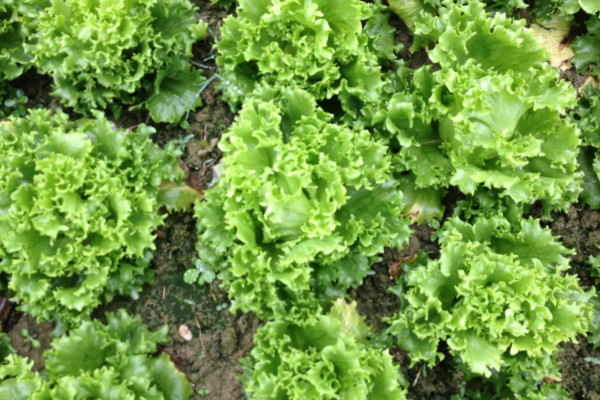 生菜是什么植物