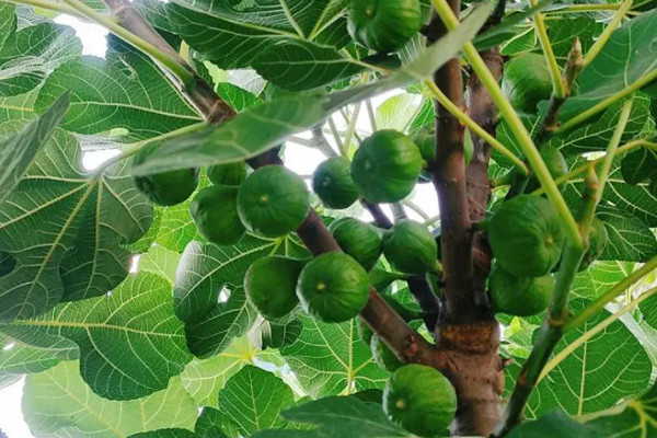 無花果樹長什么樣