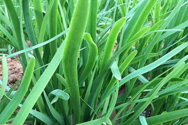 韭菜根種植時間及方法