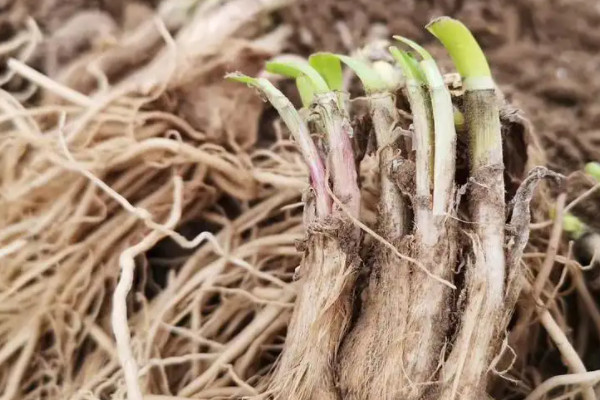 韭菜根種植時間及方法