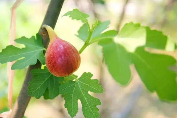 無花果枝條11月份還能扦插嗎