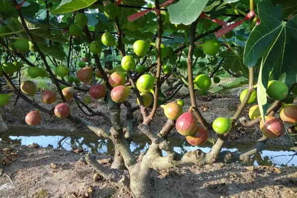 無花果枝條11月份還能扦插嗎