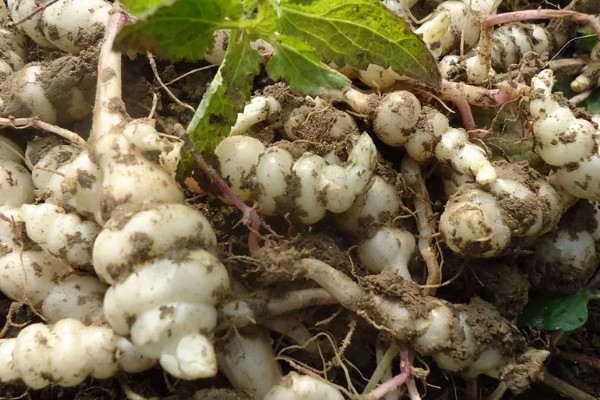 螺絲菜的種植方法