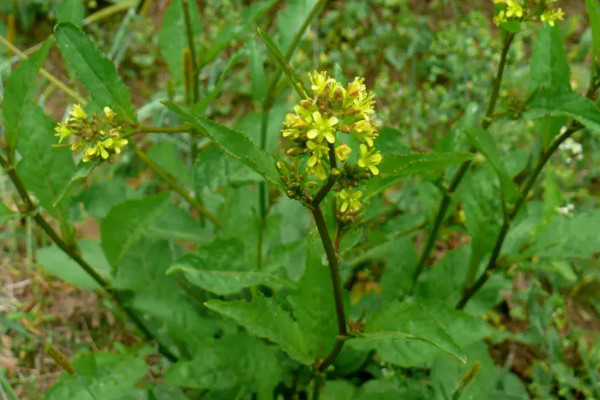 螺絲菜的種植方法