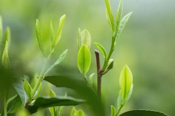 明前茶什么意思，明前茶說的是什么茶