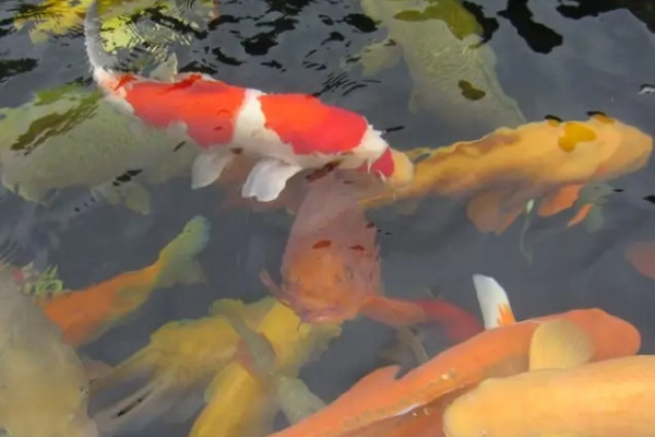 錦鯉和紅鯉魚的區別