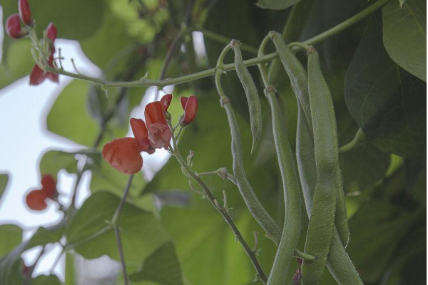 白蕓豆種植時間和方法