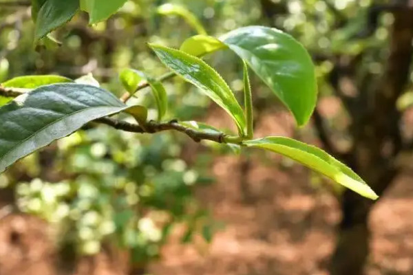 茶樹品種