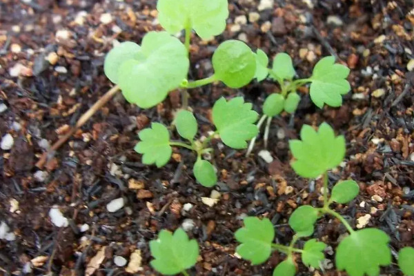 草莓的種植方法