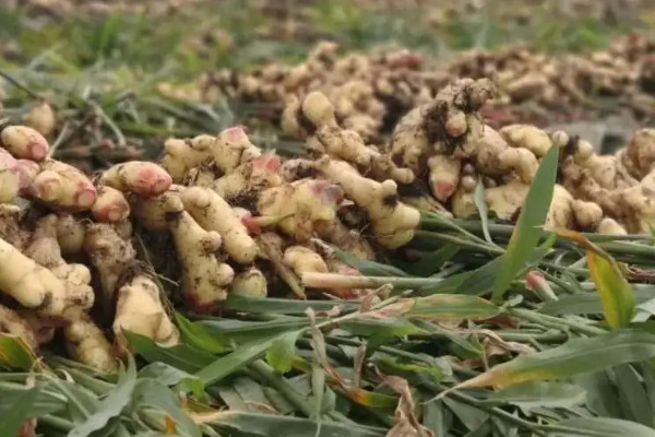 大姜種植技術和管理技術