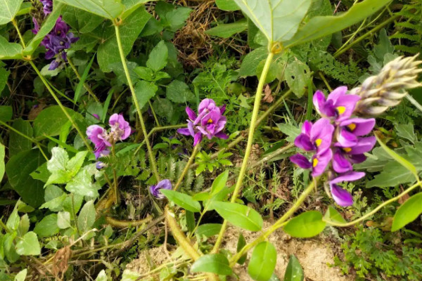 葛根的種植與栽培技術(shù)